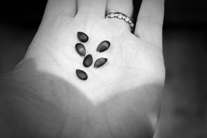 Seeds/Growth Seeds/Growth
